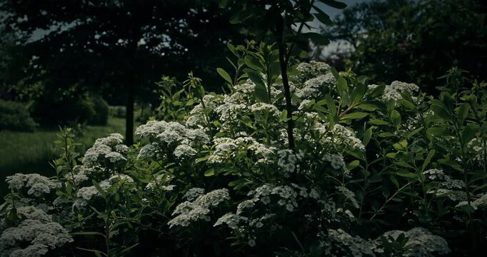 Close-Up of Clustered White Flowers with Bright Green Leaves