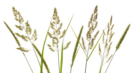 Fototapeta premium Various types of dry grass and reeds with seed heads in different shades of green and brown, full length.