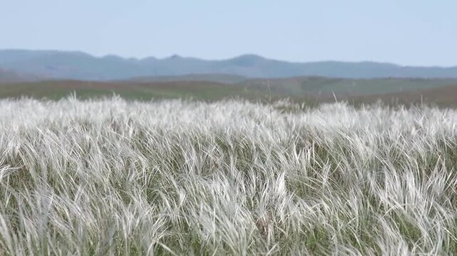 Feather grass field swaying in the wind under a clear sky. Wide shot suitable for travel content, environmental backgrounds, and nature-themed commercial projects with copy space.