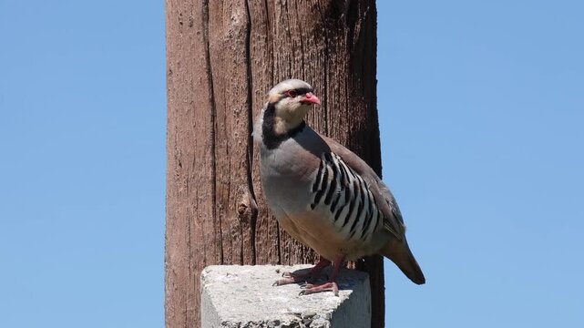 Chukar partridge , Alectoris chukar, perched on a post against a clear blue sky. Commercial stock image suitable for wildlife education, nature documentaries, and travel marketing materials.