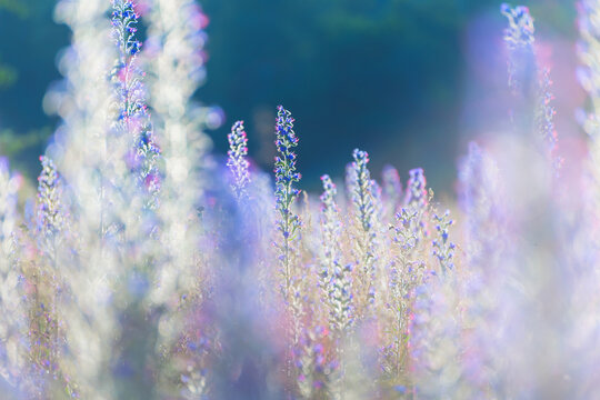 Wild blue flowers in a summer forest at sunset. Beautiful nature background.