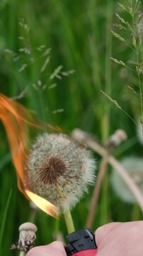 Feuer Ausbreitung von angez&uuml;ndeten L&ouml;wenzahn Samen in der Natur, Zeitlupen Video von entflammbaren brennenden Pflanzen Samen