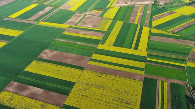 Aerial view of agricultural fields with yellow rapeseed oil crops and green plants. Geometric farm land from above, 4k