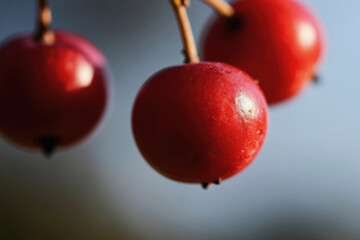 Fototapeta premium Macro shot three red berries on twig. Small round wild fruit. Wet shiny surface. Soft light, blurred background. Autumn nature detail. Natural color texture.