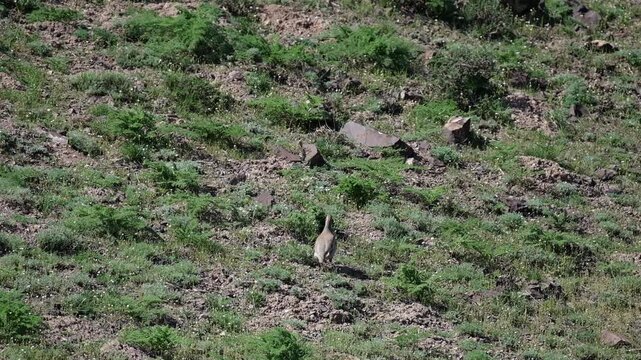 Chukar partridge running across a rocky hillside with sparse green vegetation. High angle shot of a wild bird in its natural habitat suitable for nature documentaries and educational content.