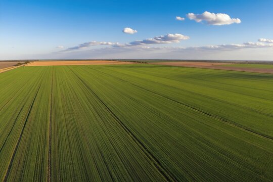Vast green farm field under clear blue sky with white clouds. Rows of crops stretch to horizon, brown fallow land nearby. Rural landscape expands into distance under bright daylight.