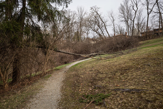 Fallen tree blocking walking path at Mowry Park in Pittsburgh Pennsylvania