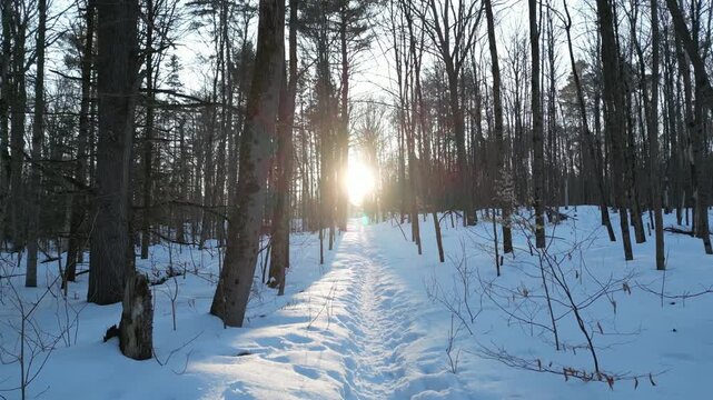 Sunset in the forest along a snow-covered path - Coucher de soleil en for&ecirc;t dans l'axe d'un chemin enneig&eacute;