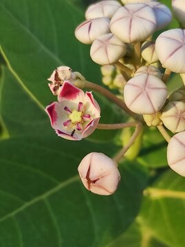 Close-up of white and purple Madar flower with green leaves background.