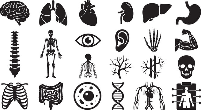 Detailed anatomy and medical biology icons featuring human body organs skeletal structure nervous system cellular biology and internal physiological system illustrations