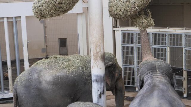 Large African Elephants Eating Hay from Elevated Feeders in a Zoo Enclosure in Munich Germany