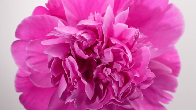 Beautiful single pink peony flower on white background rotates, close up, top view