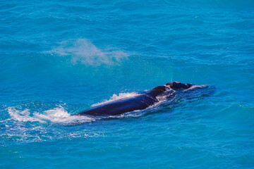 Obraz premium Southern Right Whale Swimming in the Waters of Nullarbor, Australia
