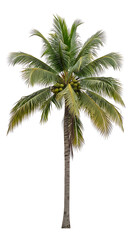 Obraz premium Coconut palm tree with green fronds and coconuts, isolated on a white background