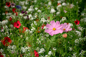 Fototapeta premium Flower Pink Cosmos amongst other wild meadow spring flowers.
