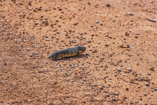 Nullarbor Bearded Dragon on the Ground in Nullarbor, Australia