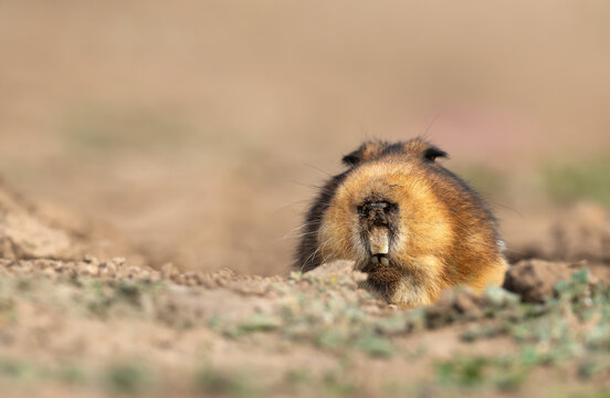 Giant Root-rat emerging from burrow in Bale mountains, Ethiopia