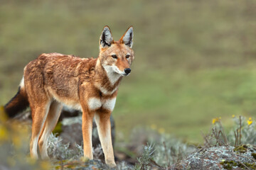 Fototapeta premium Rare endangered Ethiopian wolf standing in high-altitude grasslands of Ethiopian Highlands