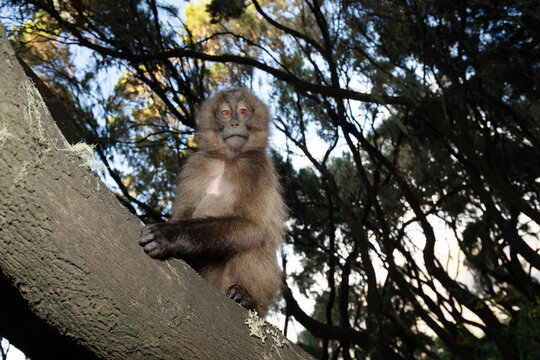 Gelada baboon sitting on tree branch in Simien mountains Ethiopia