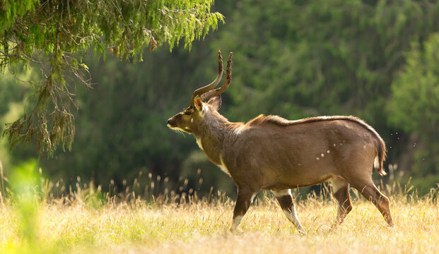Male Mountain Nyala standing in Bale mountains national park, Ethiopia