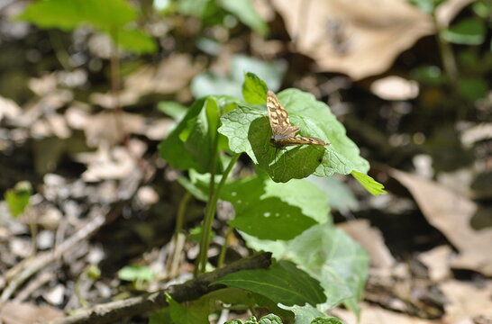 Mariposa al sol