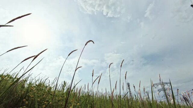 Emotional Spring Scene of Foxtail Grass Moving in Wind Beneath Dramatic Cloudy Sky Japan 4K