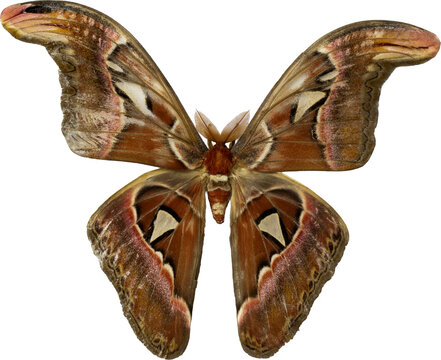 Giant Atlas Moth (Attacus atlas) or Kupu Gajah isolated on transparent background, PNG.