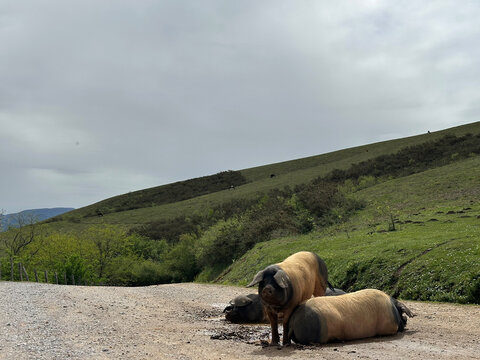 Cochons Kintoa du Pays Basque