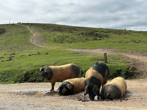 Cochons Kintoa du Pays Basque