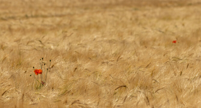 Mohnblume im Kornfeld, rote Bl&uuml;te im goldenen Getreidefeld