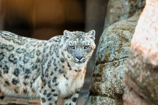 Schneeleopard