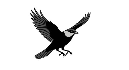Obraz premium Black and white bird flying with wings spread, isolated on white background.