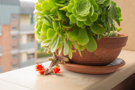 Echinopsis chamaecereus .Blooming chamaecereus sylvestris or peanut cactus.Selective focus