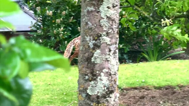 urban stray red fox with mange fur wandering garden with bush trees and grass 