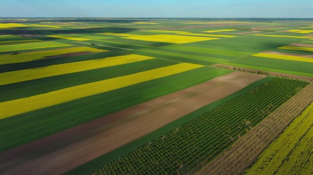 Aerial view of agricultural fields with yellow rapeseed oil crops and green plants. Geometric farm land from above, 4k