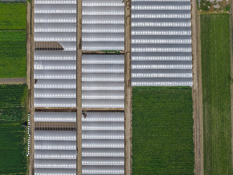 Aerial view of greenhouses and agricultural fields with white plastic covers and green crops in Paestum, Campania, Italy.