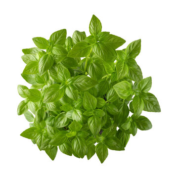 Basil herb plant folliage top view isolated on white. Kitchen spicy herbs collection.