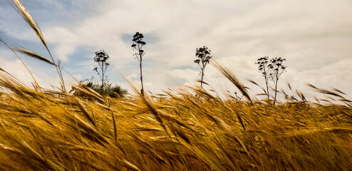 Golden wheat field with wild plants under cloudy sky in Tit Mellil, Morocco © mawahibetilouguite
