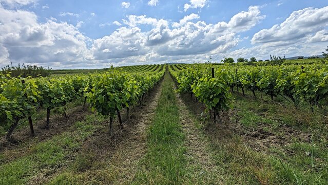 Vignoble pr&eacute;s de Calvisson