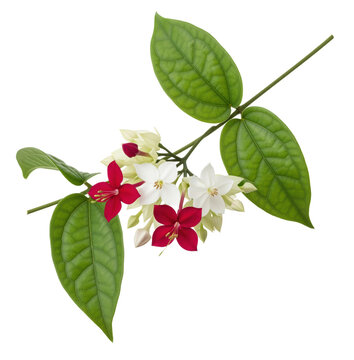 Adorning tropical wedding party invitations or organic herbal wellness tea packaging mockups with an exotic bleeding heart vine blossom branch cutout isolated on a transparent background