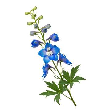 Delphinium stem cutout for florist catalog and nursery sales page, blue larkspur bloom helps seed retailers prepare perennial border card, wedding bouquet sheet and spring mailer artwork asset