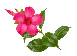 Fototapeta premium Mandevilla rocktrumpet tropical climbing vine branch with blooming flower and bud on transparent background for exotic greenhouse horticulture catalog layout or home garden florist textbook