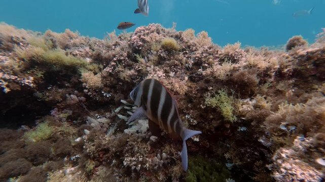 Imperial breams in clear shallow water - Nature underwater