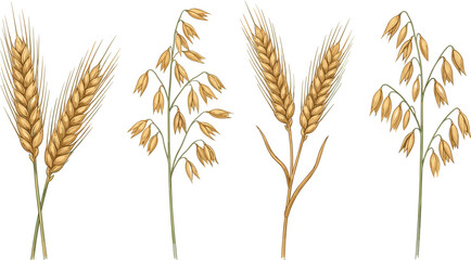 Hand Drawn Wheat and Oat Grain Vector Illustration Set for Organic Farming, Harvest Branding, Bakery Packaging, and Agricultural Design © Minara