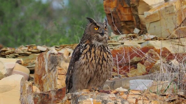 Eurasian eagle owl panting on ledge and taking off