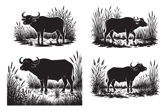 Black silhouette of bulls in water with grass