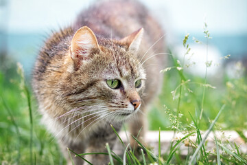 Obraz premium Brown cat with a attentive gaze in the garden against a blurred background, a cat portrait