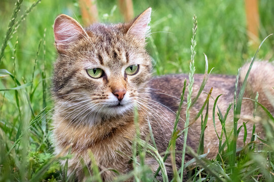 Brown cat with a attentive gaze in the garden against a blurred background, a cat portrait
