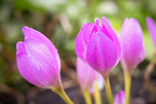 Delicate pink-purple crocuses with raindrops on petals closeup against blurred green background in garden