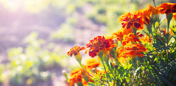 Orange-red marigolds on right side of wide format shot with large blurred zone on left and soft sunlight